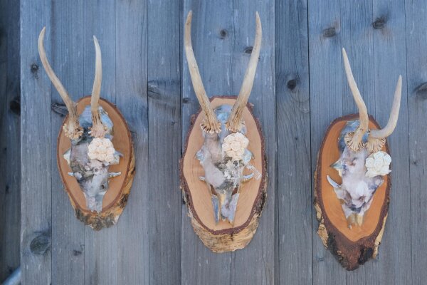 Wildes Design: Rehgeweihe mit Seele "Flower Pack"